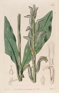 Illustration af Sarcoglottis grandiflora (som syn. Spiranthes grandiflora)
